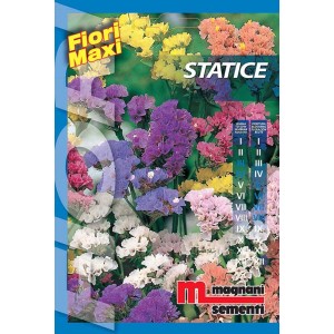 Confezione di semi di Statice 'Fiori Maxi' con fiori colorati per aiuole e giardini.