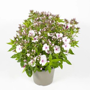 GROW by OBI Phlox strisciante (Phlox subulata) in vaso, altezza ca. 23 cm, con fiori bianchi e centro rosa.