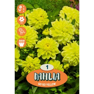 Dalie gialle "Cézanne" in aiuola, fioritura estiva per giardino e vaso.