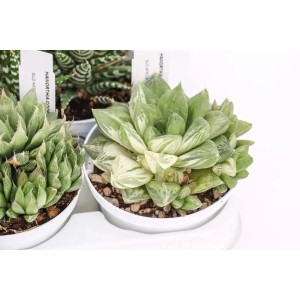 Succulenta verde e bianca in vaso, categoria: Piante grasse.