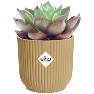 Vaso per fiori Elho Vibes Round Mini, 11 cm, giallo burro con succulenta.