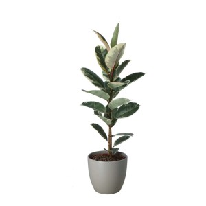 Ficus 't.b.t.' in vaso, pianta d'appartamento con foglie variegate verdi e bianche.