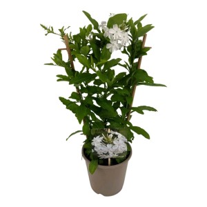 Festival Colours Parade Vaso Ø 12 cm