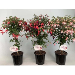 Tre piante fiorite t.b.t. in vaso con fiori rossi, rosa e viola.