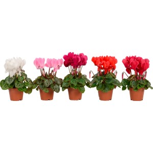 Mini ciclamini in vari colori in vaso.