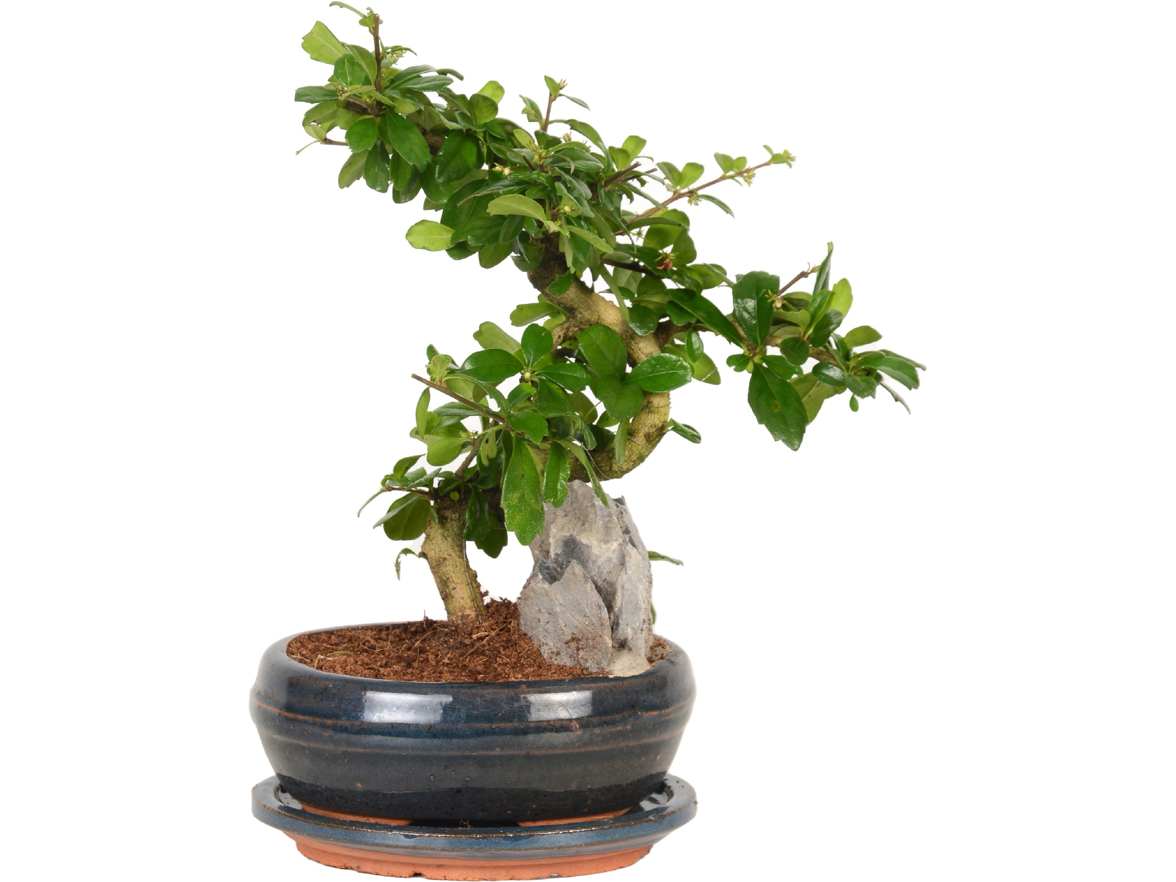 Bonsai Artificiale Pino Simulazione Desktop Pianta In Vaso Decorazione Creativa Vaso Bonsai 5 Aafgvc 85438903