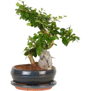 Bonsai da interno con foglie verdi e pietra decorativa in vaso blu, vaso-Ø ca. 21 cm.