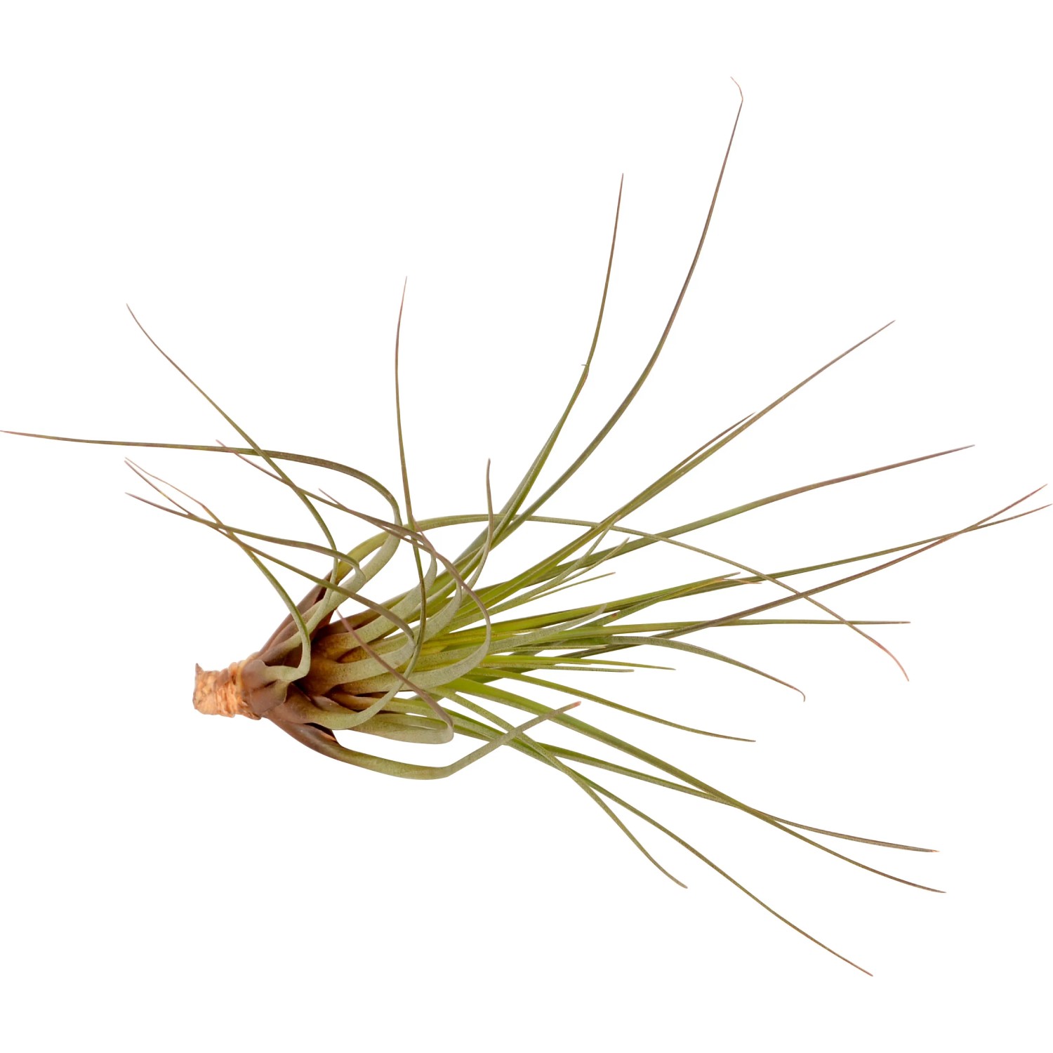 Tillandsia Mix, pianta aerea verde con foglie lunghe e sottili. Bromeliacea decorativa per interni.