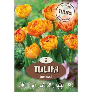 Tulipano tardivo doppio Sunlover con fiori arancioni.