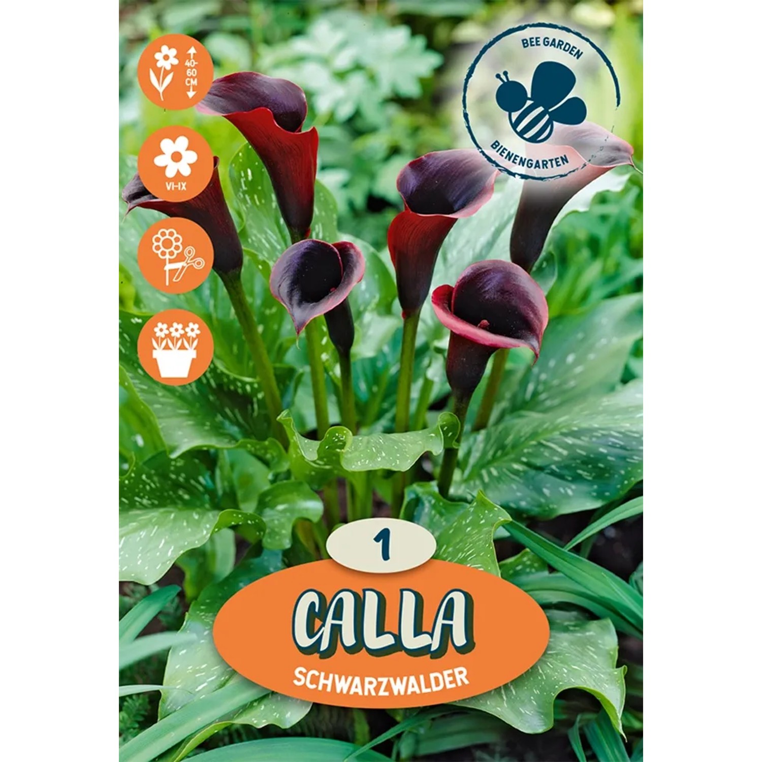 Calla Schwarzwalder color porpora intenso, elegante fiore estivo per aiuole e vasi.