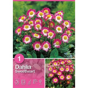 Dalia Sweetheart, bianco-porpora, dalia Topmix per aiuole e vasi.