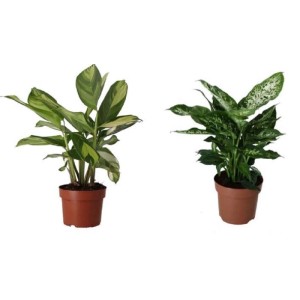 Dieffenbachia Comp/Camilla Mix Vaso 12 cm