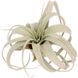 Tillandsia Xerographica, pianta d'appartamento esotica con foglie verde-argento.