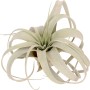 Tillandsia Xerographica, pianta d'appartamento esotica con foglie verde-argento.
