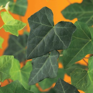 Primo piano di foglie verdi di edera (Hedera hibernica) di OBI Living Garden.