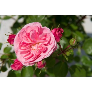 Primo piano di una rosa antica rosa, doppia, con boccioli e foglie verdi.