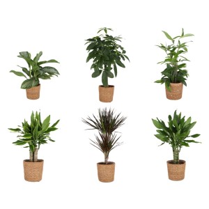 Varie piante d'appartamento in vaso, ad es. Aglaonema, Schefflera e albero del drago.
