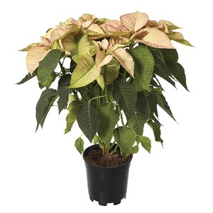 Stella di Natale rosa e verde in vaso nero.