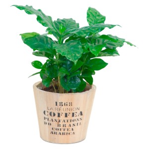 Pianta di caffè Coffea arabica in vaso di legno, ca. 13 cm Ø, pianta verde decorativa per interni.