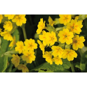 Primula veris vaso Ø 10 cm