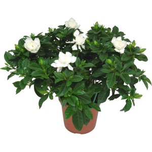 Gardenia in vaso con fiori bianchi e foglie verdi per balcone e terrazza.