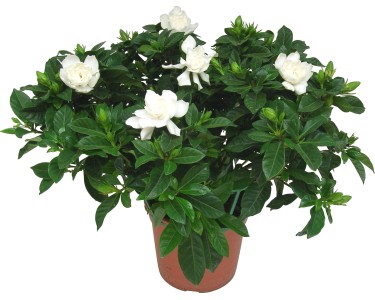 Gardenia in vaso Ø 15 cm