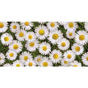 Tovaglia con motivo a margherite. Ideale per la primavera e l'estate.