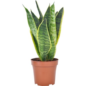 Sansevieria 'Futura Superba' in vaso marrone, ca. 12 cm di diametro. Pianta d'appartamento.