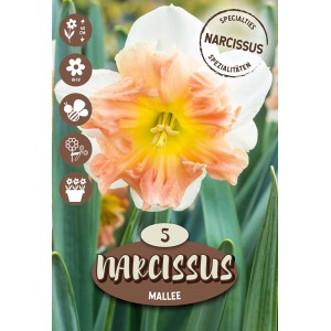 Bulbo di narciso Mallee, fiore bianco-arancio, 5 pezzi. Fiore primaverile per aiuole e vasi.