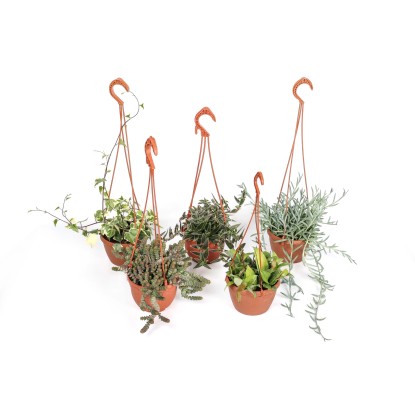 Piante grasse succulente Ricadenti in Basket vaso Ø 14 cm