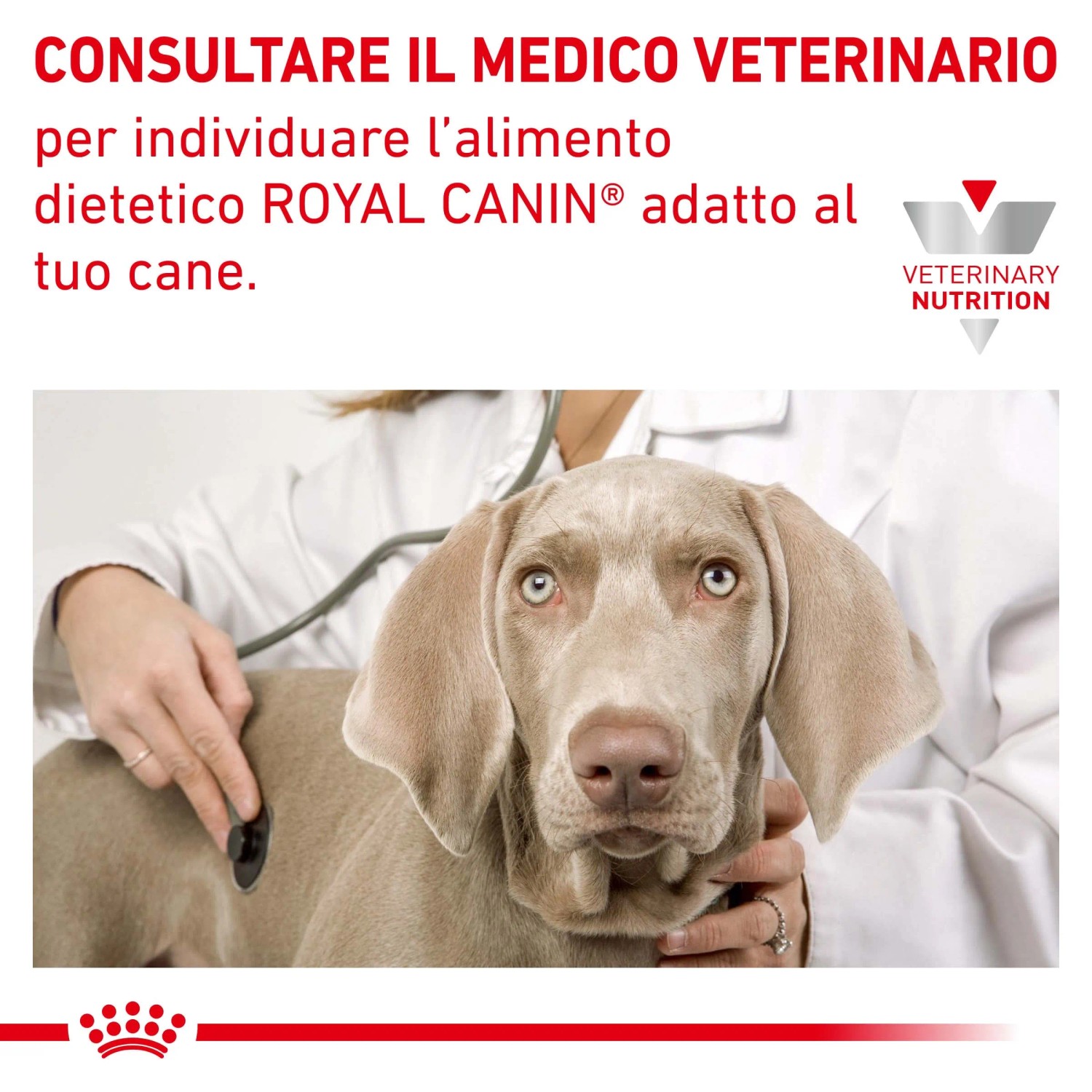 Cane visitato da un veterinario. Logo Royal Canin visibile. Cibo secco per cani.