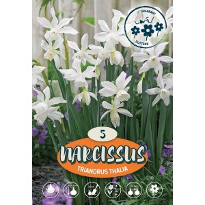 Narciso botanico Triandrus Thalia bianco profumato in un'aiuola.