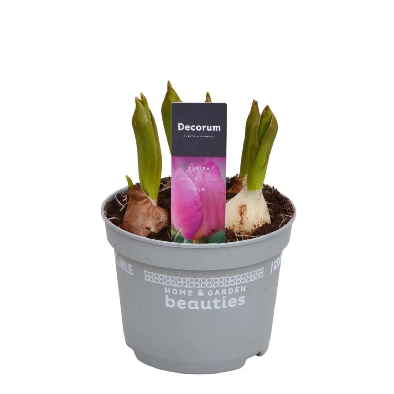 t.b.t. in vaso con etichetta tulipano viola, categoria: Piante da fiore da interno.