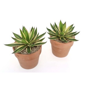 Due piante di agave in vasi di terracotta. Succulenta con foglie verdi e gialle.