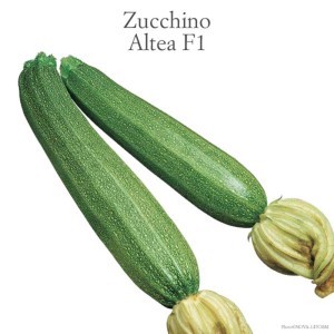 Due zucchine verdi con fiori, ideali per coltivare le proprie verdure in giardino.