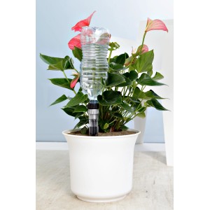 Sistema di irrigazione t.b.t. per piante con bottiglia d'acqua in vaso bianco.