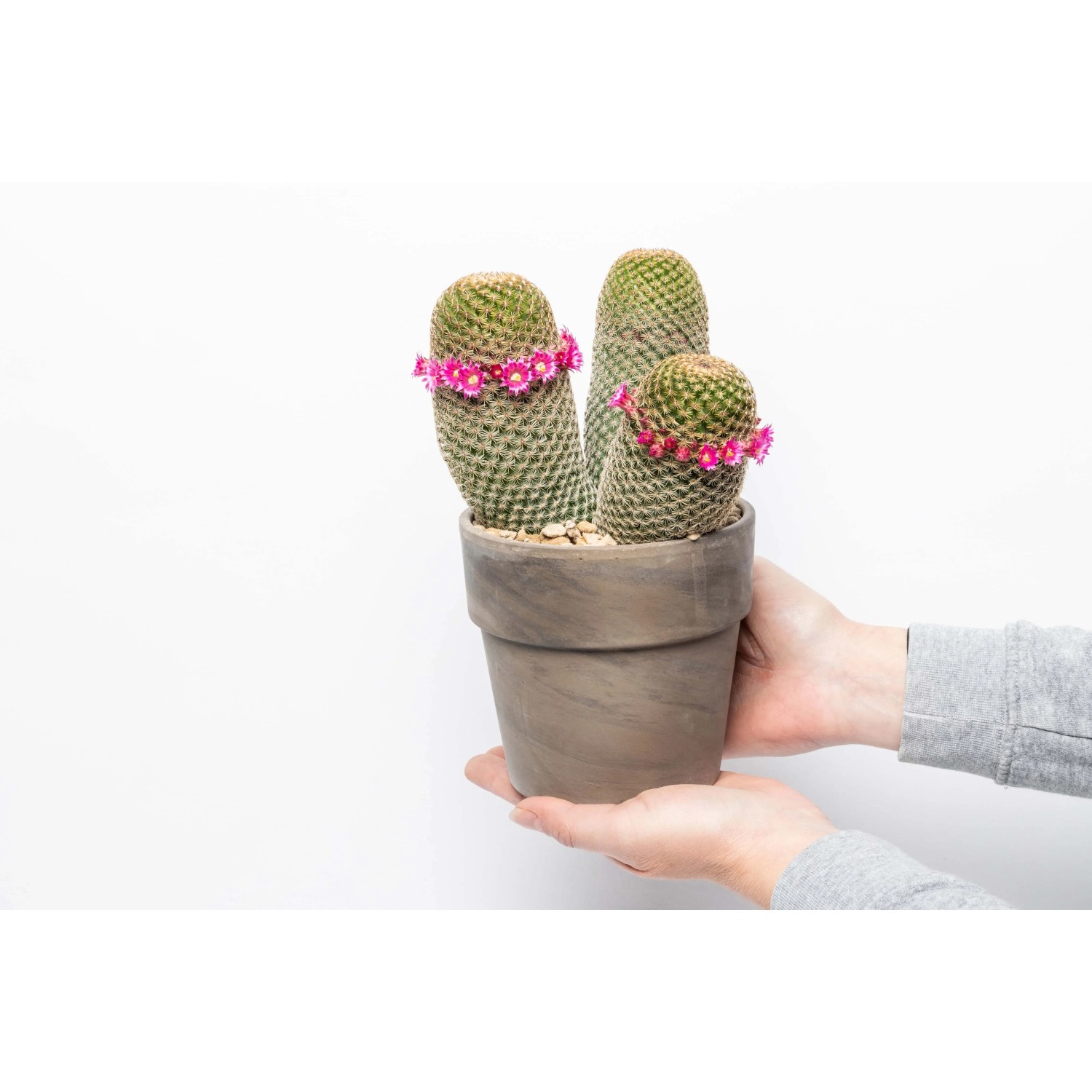 Cactus fiorito in vaso, tenuto in mano. Pianta d'appartamento decorativa.