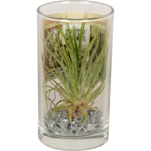 Composizione di Tillandsia in vetro, vaso Ø 10cm, decorazione moderna per interni.