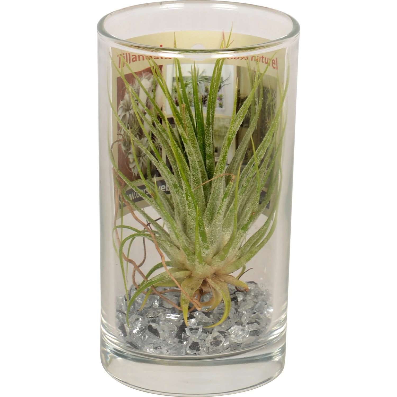 Composizione di Tillandsia in vetro, vaso Ø 10cm, decorazione moderna per interni.