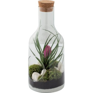 t.b.t. Composizione di piante in vetro con sughero. Pianta decorativa da interno.