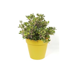 Vaso plastica riciclata Ø 20 cm ocra chiaro