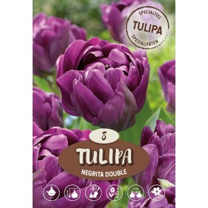 Tulipano tardivo doppio Negrita Double in viola intenso, primo piano dei fiori.