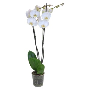 Orchidea Phalaenopsis bianca con almeno 18 fiori in vaso.