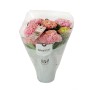 Hydrangea Magical Rosa Vaso 12 cm