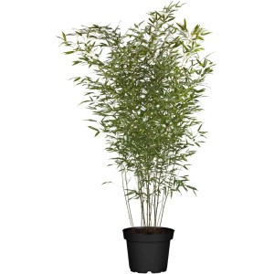 Bambù in vaso con foglie verdi, pianta decorativa da interno.