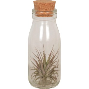 Tillandsia (Tillandsia ionatha) in vetro con tappo di sughero, vaso di circa 11 cm Ø.