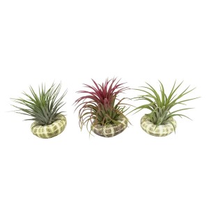 Tillandsia Conchiglia Standard Ionanth Vaso 8 cm