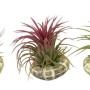 Tillandsia Conchiglia Standard Ionanth Vaso 8 cm