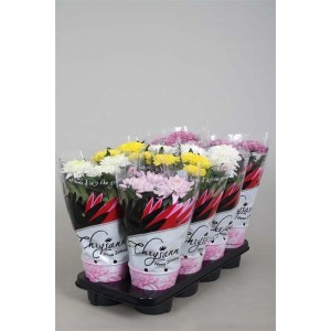 Vassoio di crisantemi bianchi, gialli, rosa e viola, confezionati in pellicola.