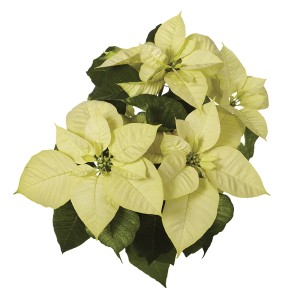 Stella di Natale color crema chiaro con foglie verdi.